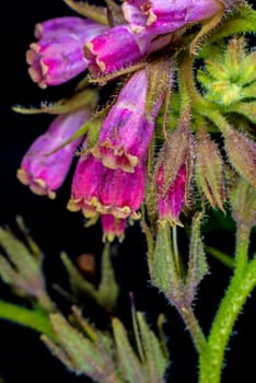 Comfrey,medicinal plant
