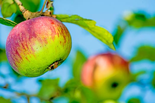 Apple on the tree