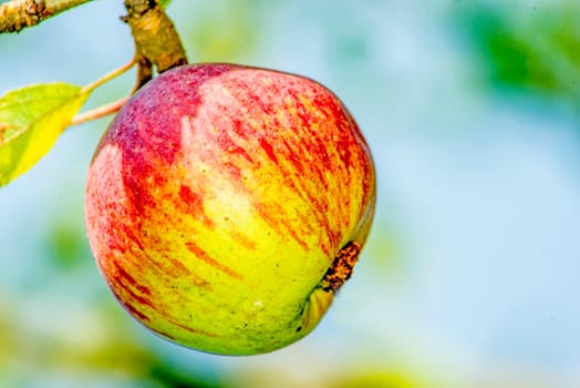 Apple on the tree