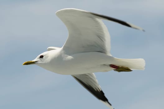 herring gull