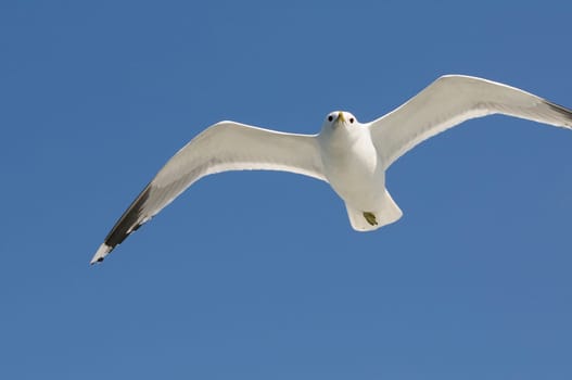 herring gull