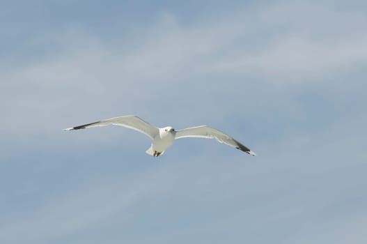 herring gull