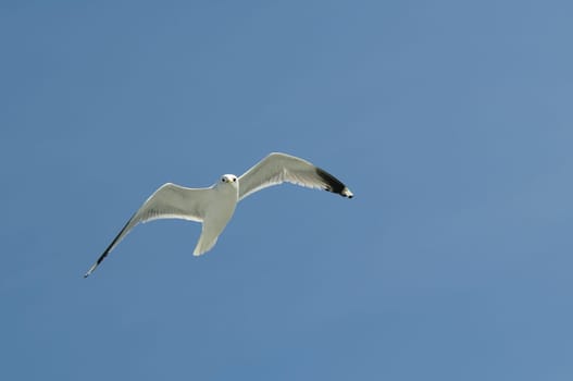 herring gull