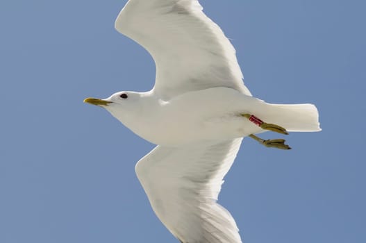 herring gull