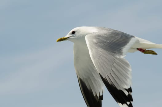 herring gull