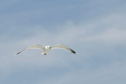 herring gull