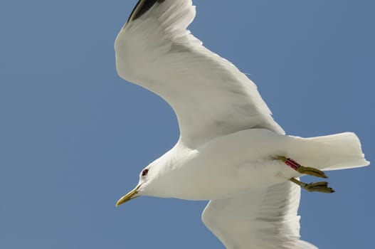 herring gull