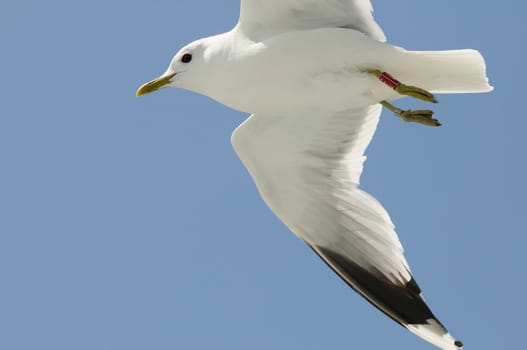 herring gull