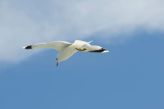 herring gull