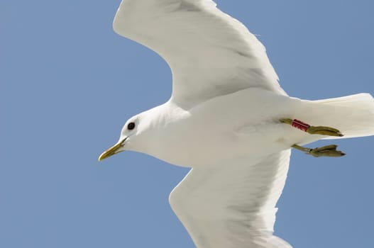 herring gull