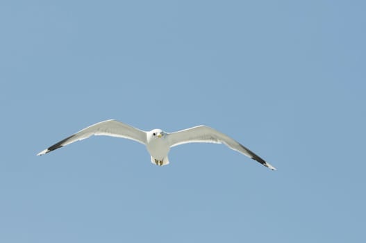 herring gull