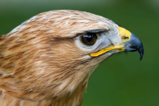 Tawny eagle