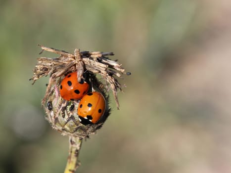 Two ladybirds on withered scabiosis flake flower