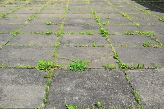 overgrown sidewalk