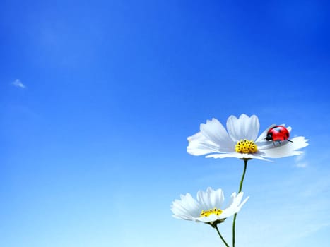 Ladybug with nice background for adv or others purpose use