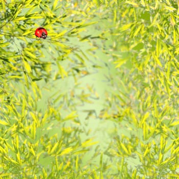 Ladybug with nice background for adv or others purpose use