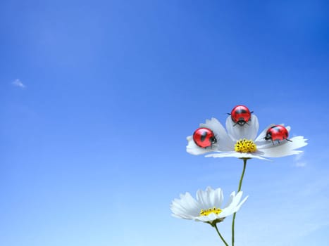 Ladybug with nice background for adv or others purpose use