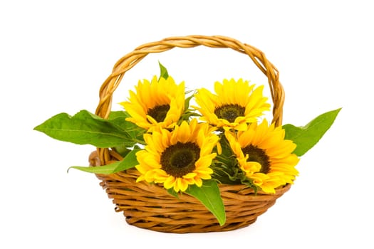 Beautiful sunflower bouquet in a basket (Helianthus)
