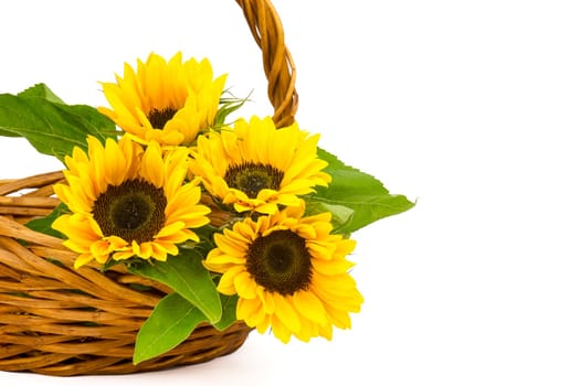 Beautiful sunflower bouquet in a basket (Helianthus)