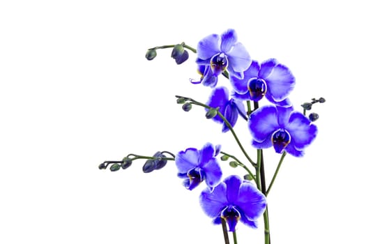 Beautiful violet orchid - phalaenopsis