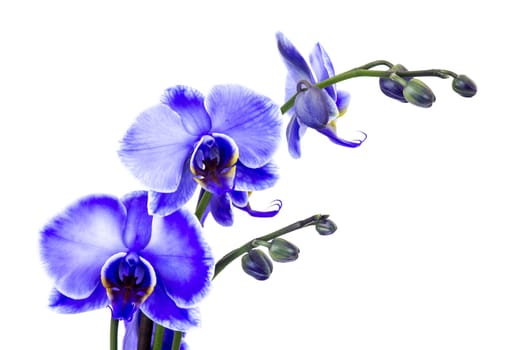 Beautiful violet orchid - phalaenopsis