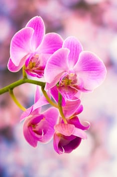 Beautiful pink orchid  - phalaenopsis