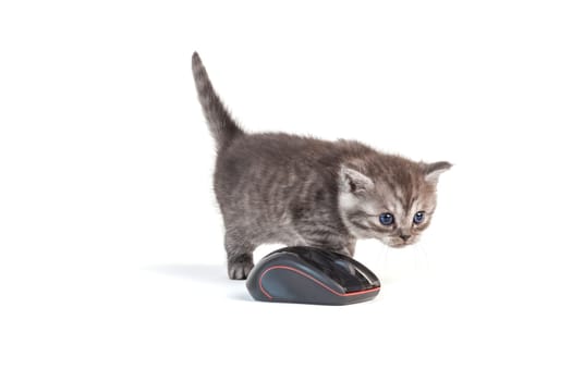 Cat and mouse