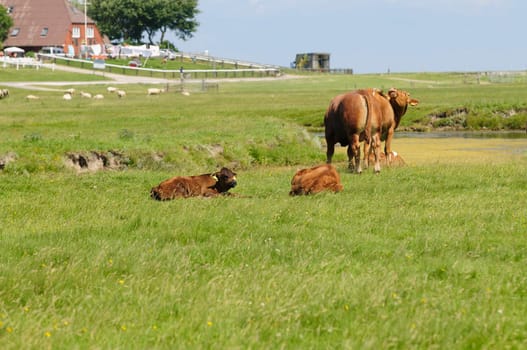 Hallig Hooge