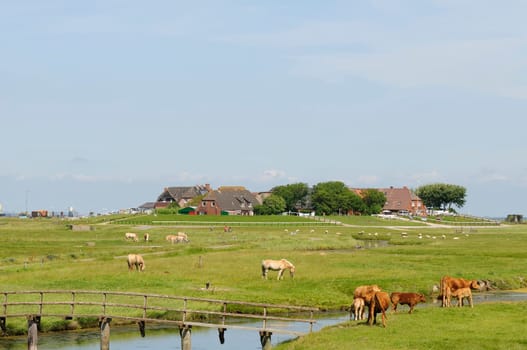 Hallig Hooge