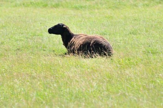 black sheep