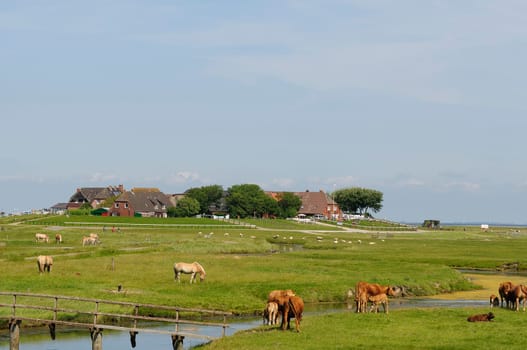 Hallig Hooge