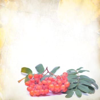 old paper texture,grunge background with rowan.