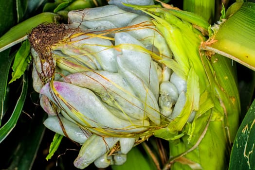 Corn boil,Ustilago maydis