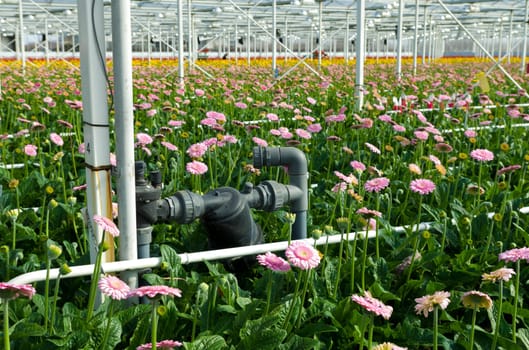 pumping installation in a greenhouse for the cultivation of flowers in klazienaveen, netherlands