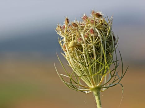 Perfectly camouflaged crab spider on seed stand of the wild carrot