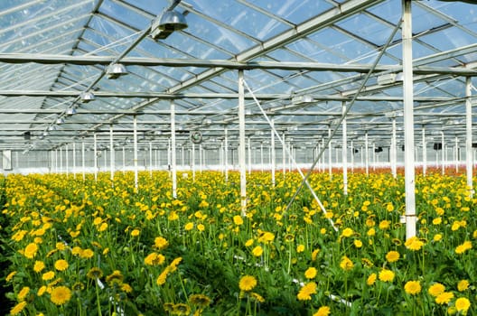 cultivation of yellow daisy flowers in a greenhouse in Klazienaveen, netherlands