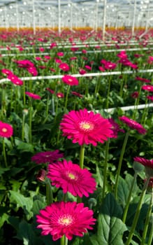 cultivation of daisy flowers in a greenhouse in Klazienaveen, netherlands