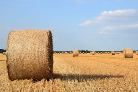 Straw in a field