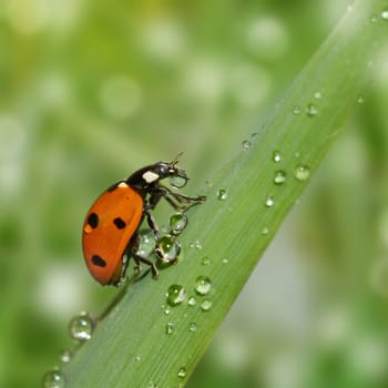 Ladybird