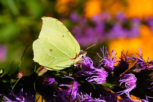 Brimstone