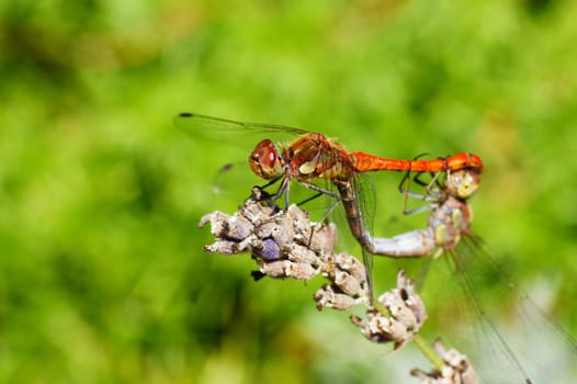 Darter