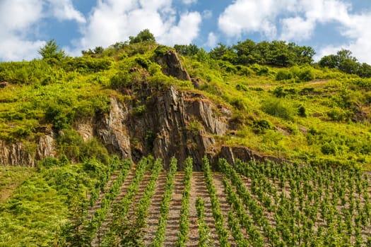 vineyards Beilstein, Germany, highly sought after in its white wines.