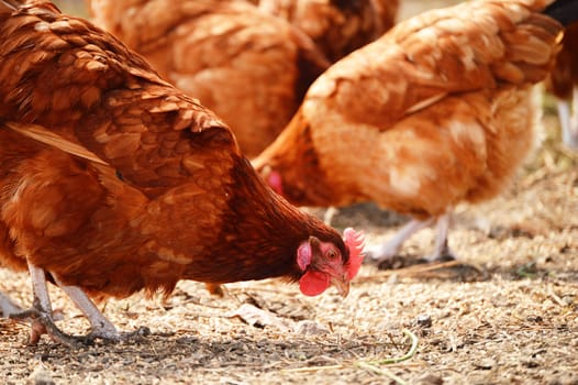 Chickens on traditional free range poultry farm