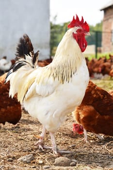 Rooster on traditional free range poultry farm
