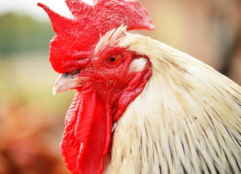 Rooster on traditional free range poultry farm