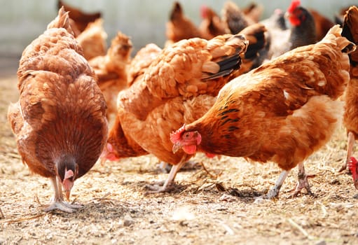 Chickens on traditional free range poultry farm