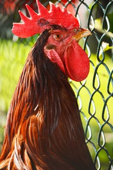 Rooster on traditional free range poultry farm