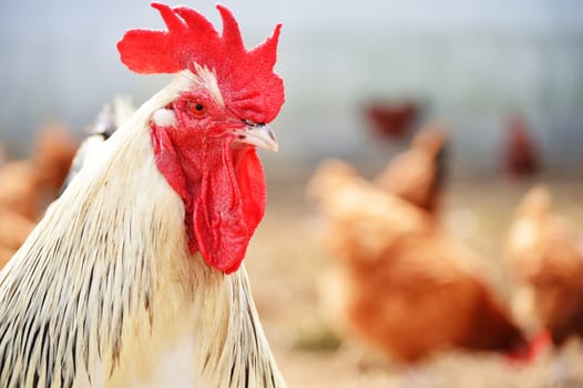Rooster on traditional free range poultry farm