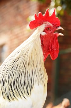 Rooster on traditional free range poultry farm
