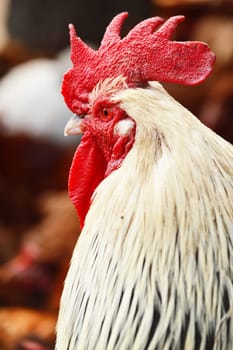 Rooster on traditional free range poultry farm